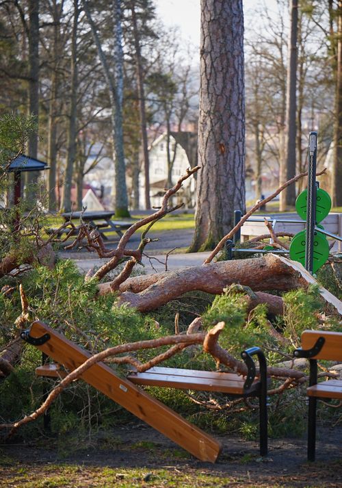 Free A park scene showing a tree fallen on a bench after storm damage, highlighting nature's impact. Stock Photo