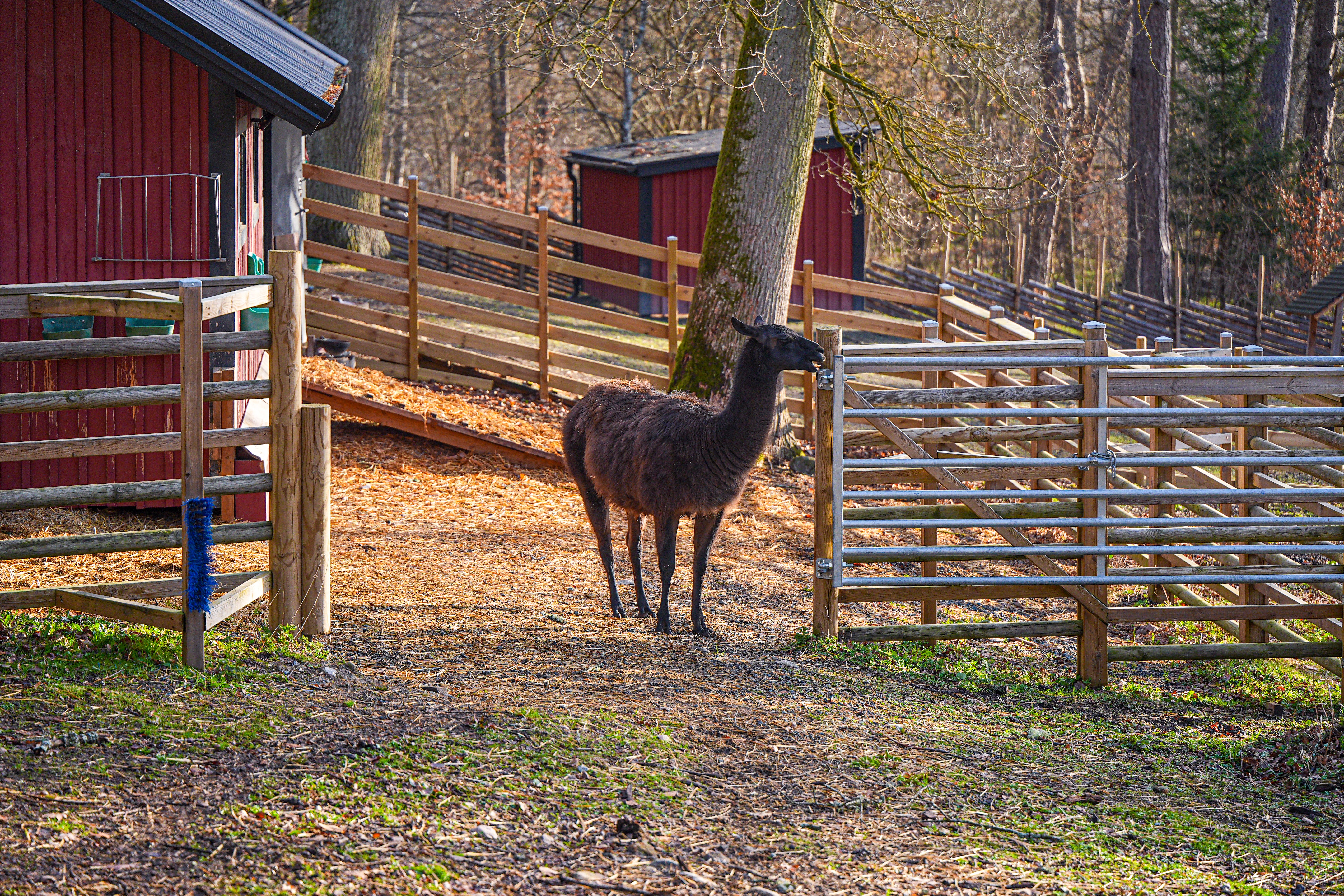 UNDERSTAND AND OBSERVE THE LLAMAS – Guided Tour