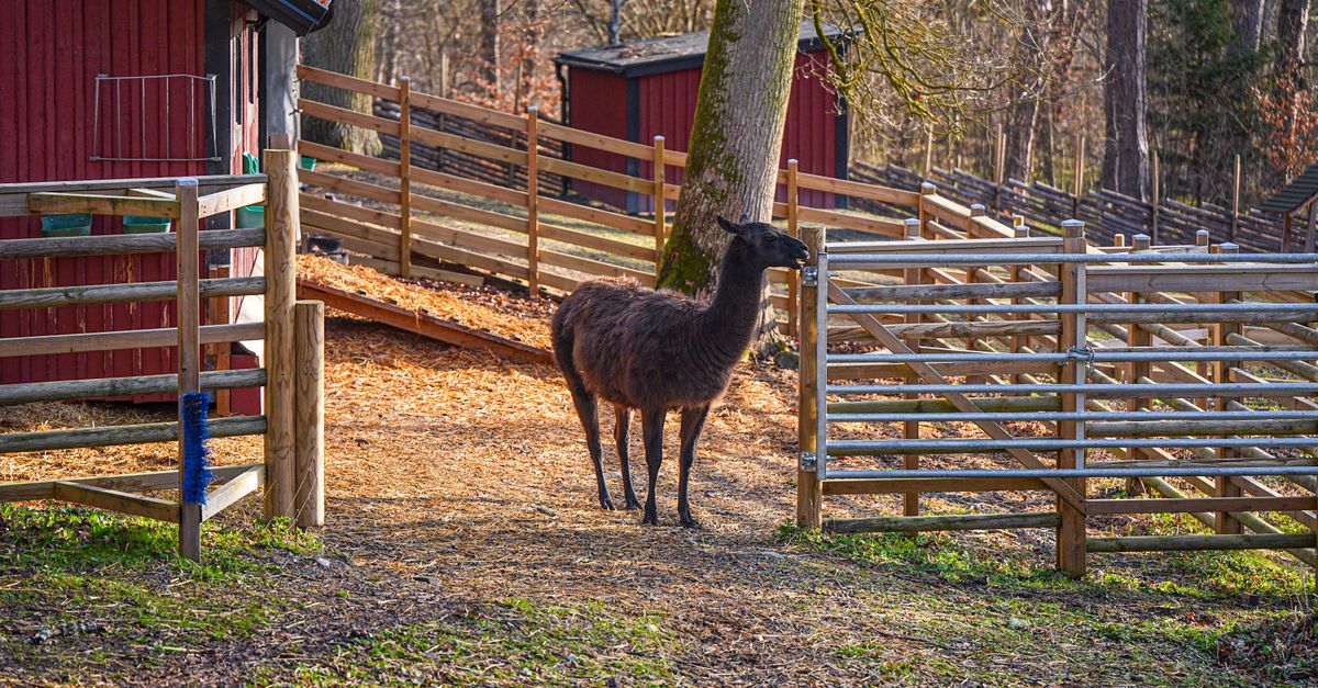 North Carolina Petting Zoo Visit Leads to Rabies Scare for Young Boy