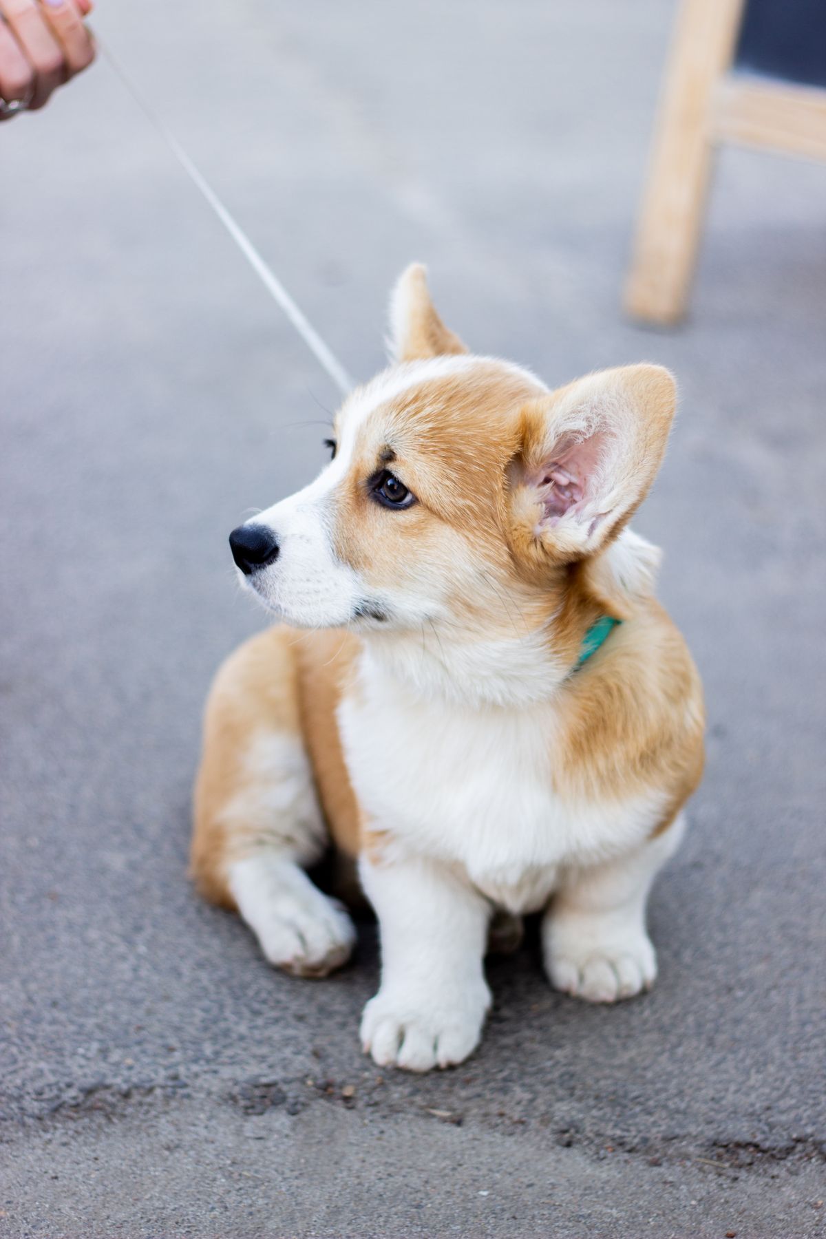 Teddy, a red and white corgi puppy sitting on the pavement