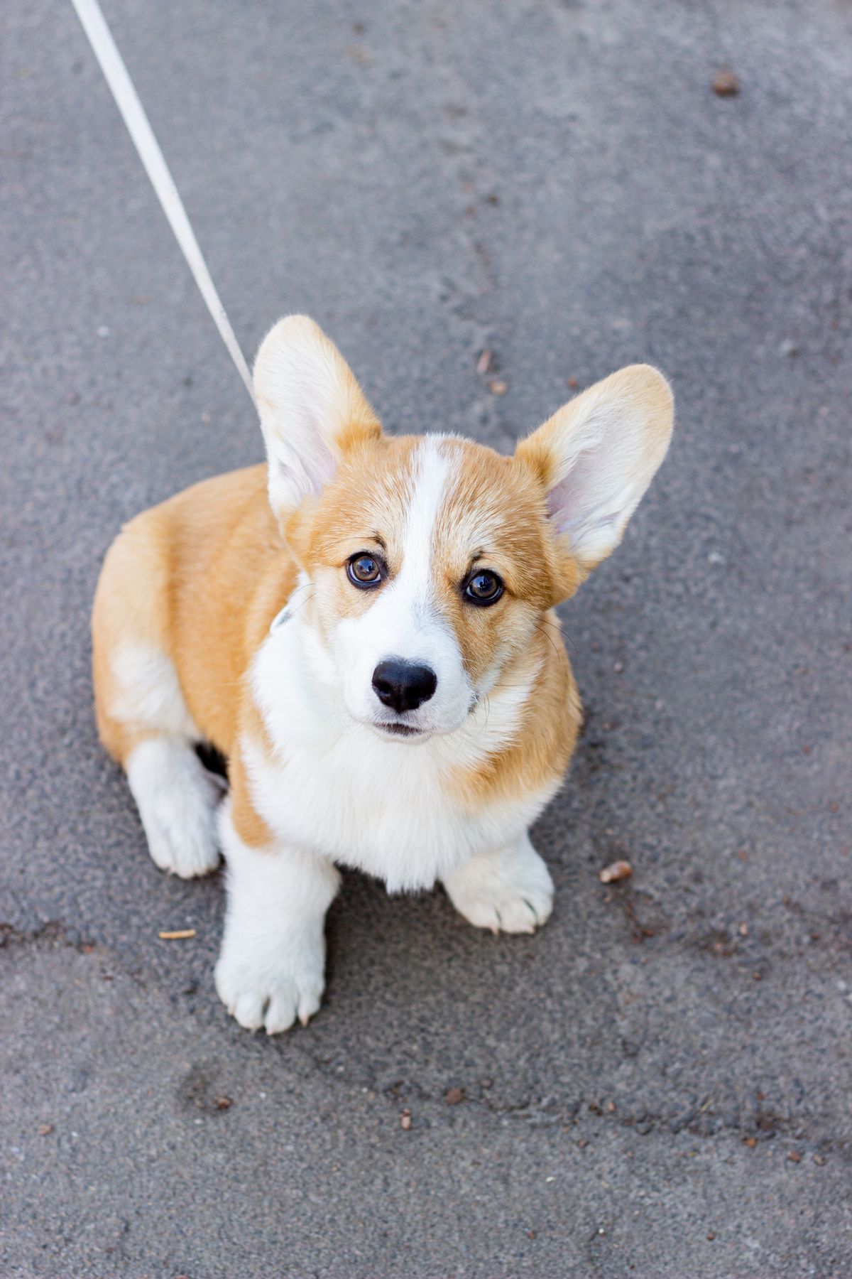 Ruby, a corgi puppy sitting and looking up