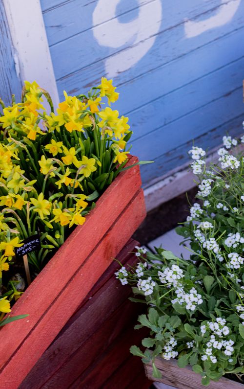 Free Bright yellow daffodils and white alyssum in red wooden crates against a blue wall. Stock Photo