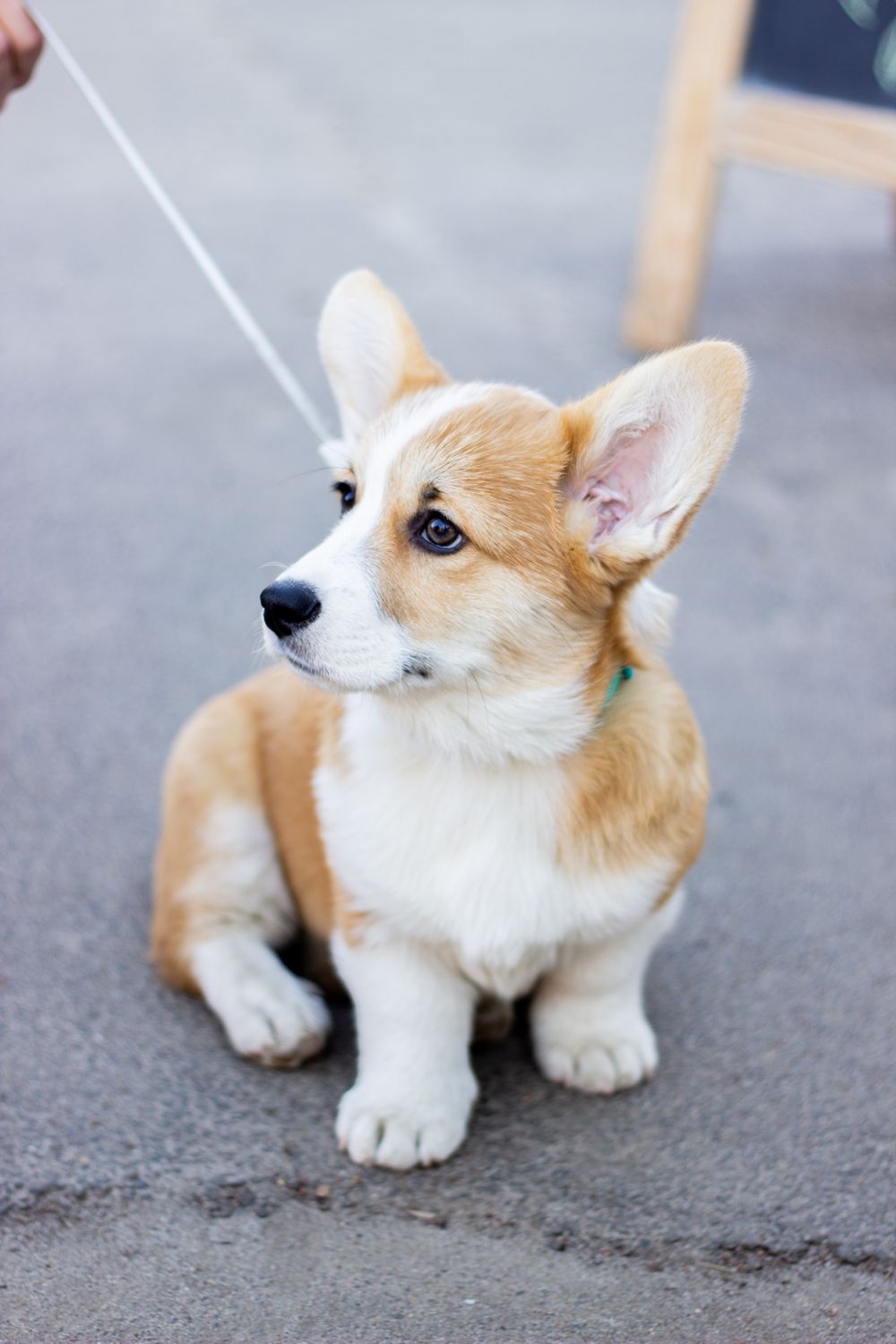 French Bulldog mı Corgi mi? Sağlık, Bakım ve Yaşam Tarzı Karşılaştırması - Görsel 2