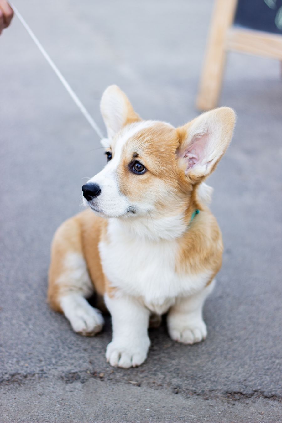 Tasma takılı Pembroke Welsh Corgi yavrusu