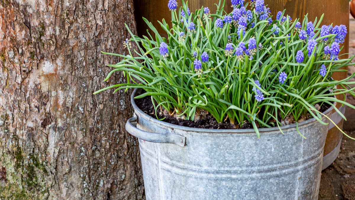 Aménagement dun jardin dornement écoresponsable en 2026