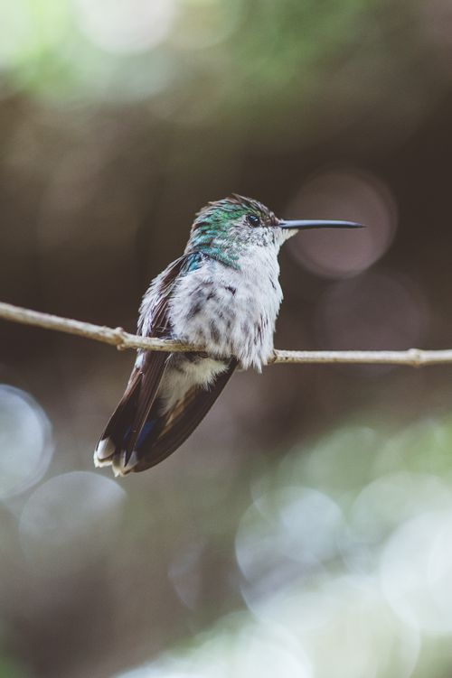 Free A detailed close-up of a hummingbird perched on a branch, displaying vibrant plumage. Stock Photo