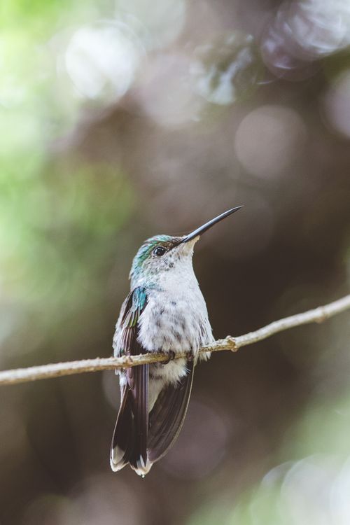 Free Detailed shot of a hummingbird perched on a branch with a blurred natural background. Stock Photo