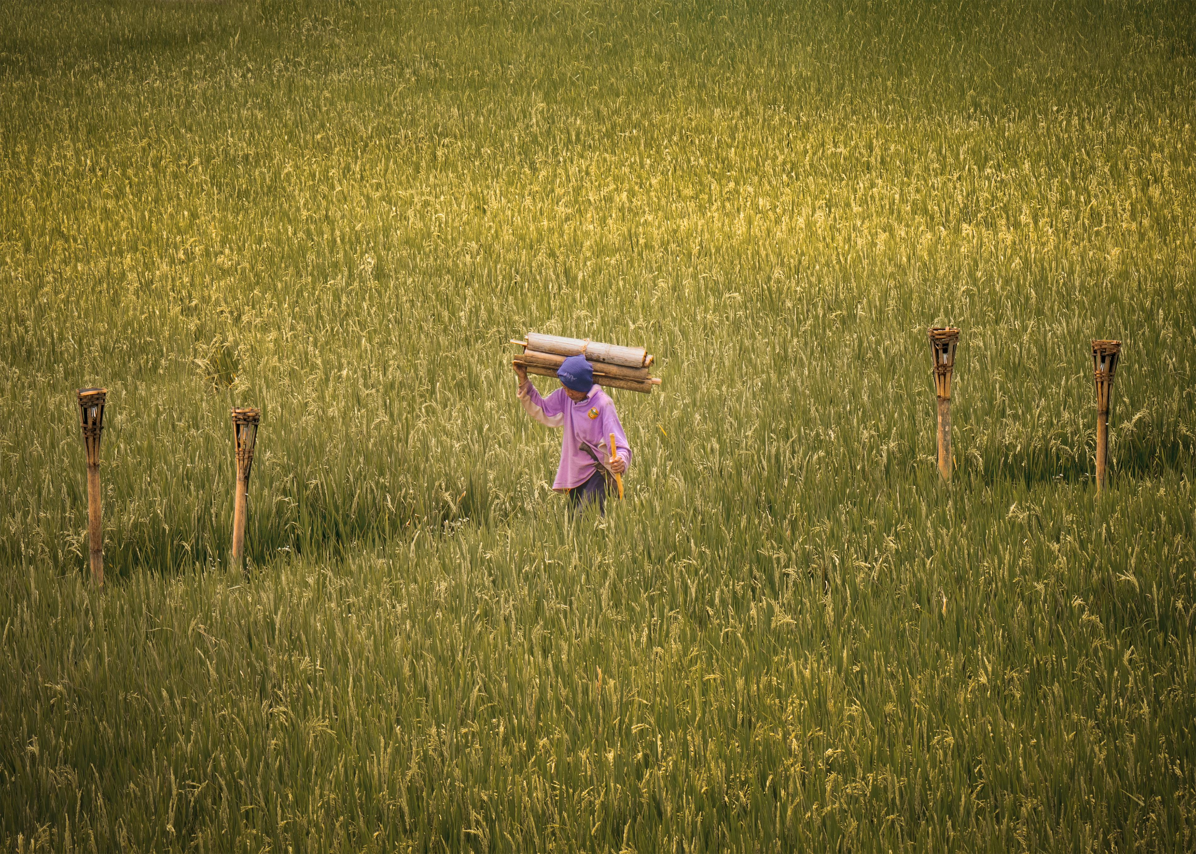 Many farmers utilize life insurance for farm financing — Photo by Ludek Pytloun on Pexels