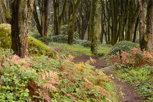 sintra forest dog hiking