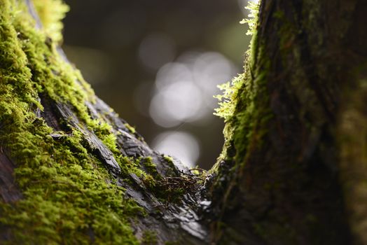 Detailed close-up of vibrant green moss on tree bark in Sintra, Portugal's serene woodland.