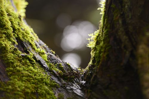 Free Detailed close-up of vibrant green moss on tree bark in Sintra, Portugal's serene woodland. Stock Photo