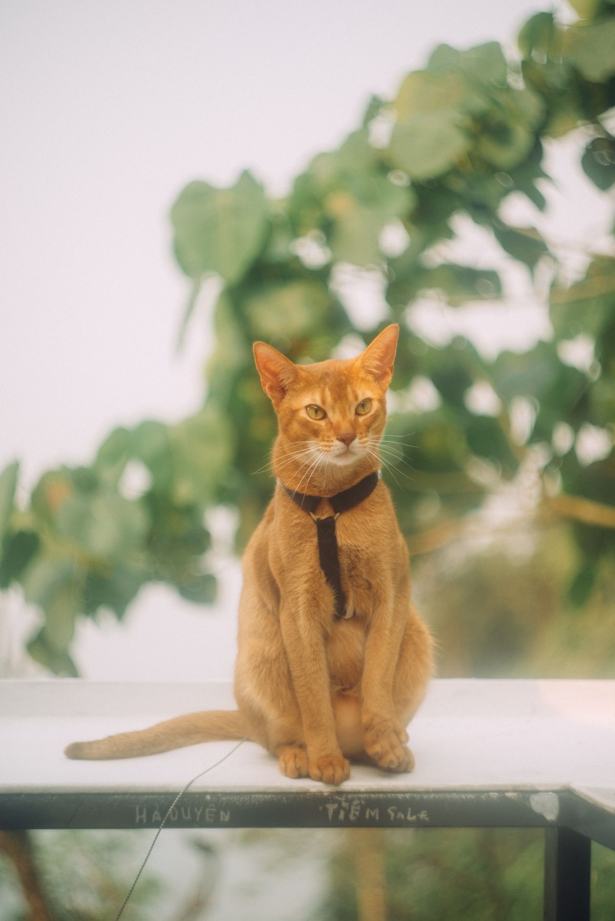 Chat abyssin roux au poil tiqueté et aux grandes oreilles, assis avec élégance