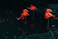 一群火烈鸟优雅地矗立在宁静的热带湿地中