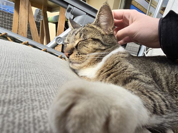 Chat tigré somnolant sur un coussin de jardin pendant qu'une main le caresse