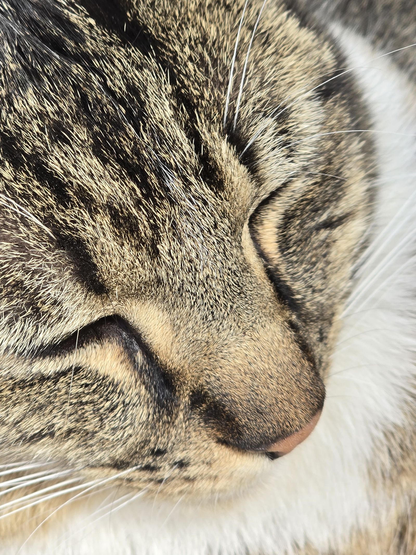 Très gros plan du visage d'un chat tigré endormi et de sa truffe rose