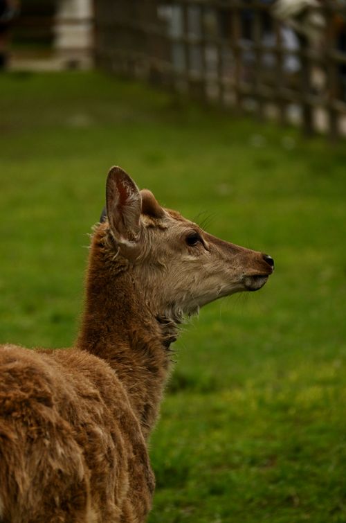 Free Profile view of a young deer standing in a lush green meadow during the day. Stock Photo