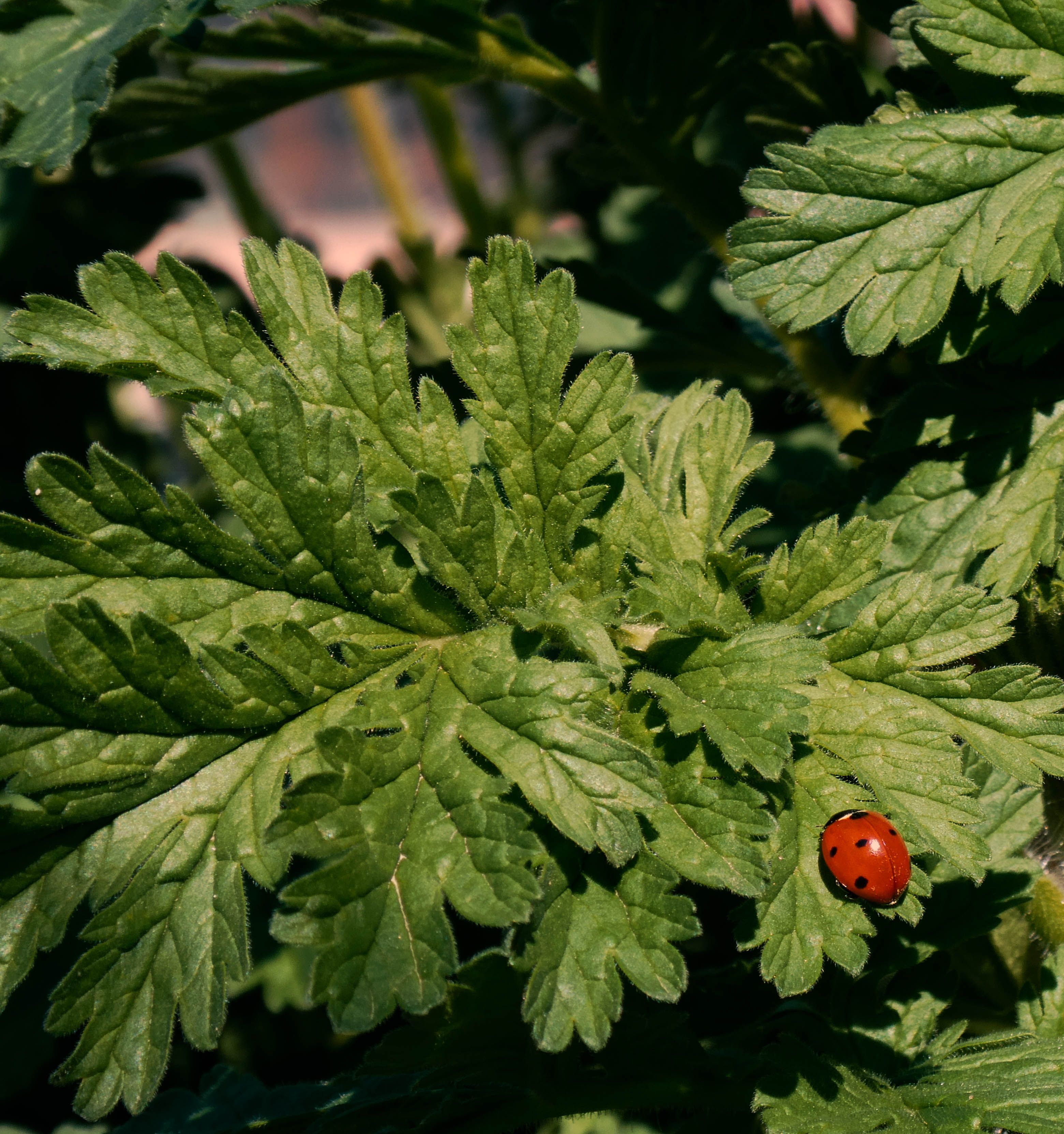 Bright Ladybug on Lush Green Leaf · Free Stock Photo