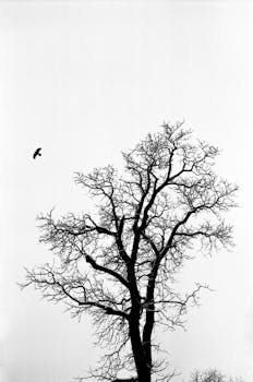 一棵光秃秃的树与一只飞翔的鸟，构成迷人的黑白轮廓