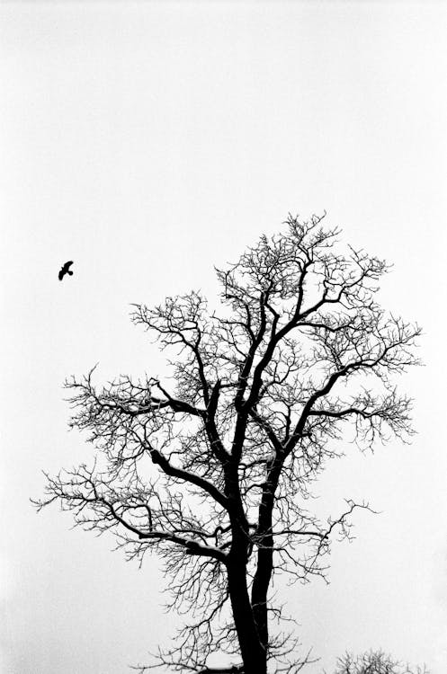 Black Bird Flying over Leafless Tree