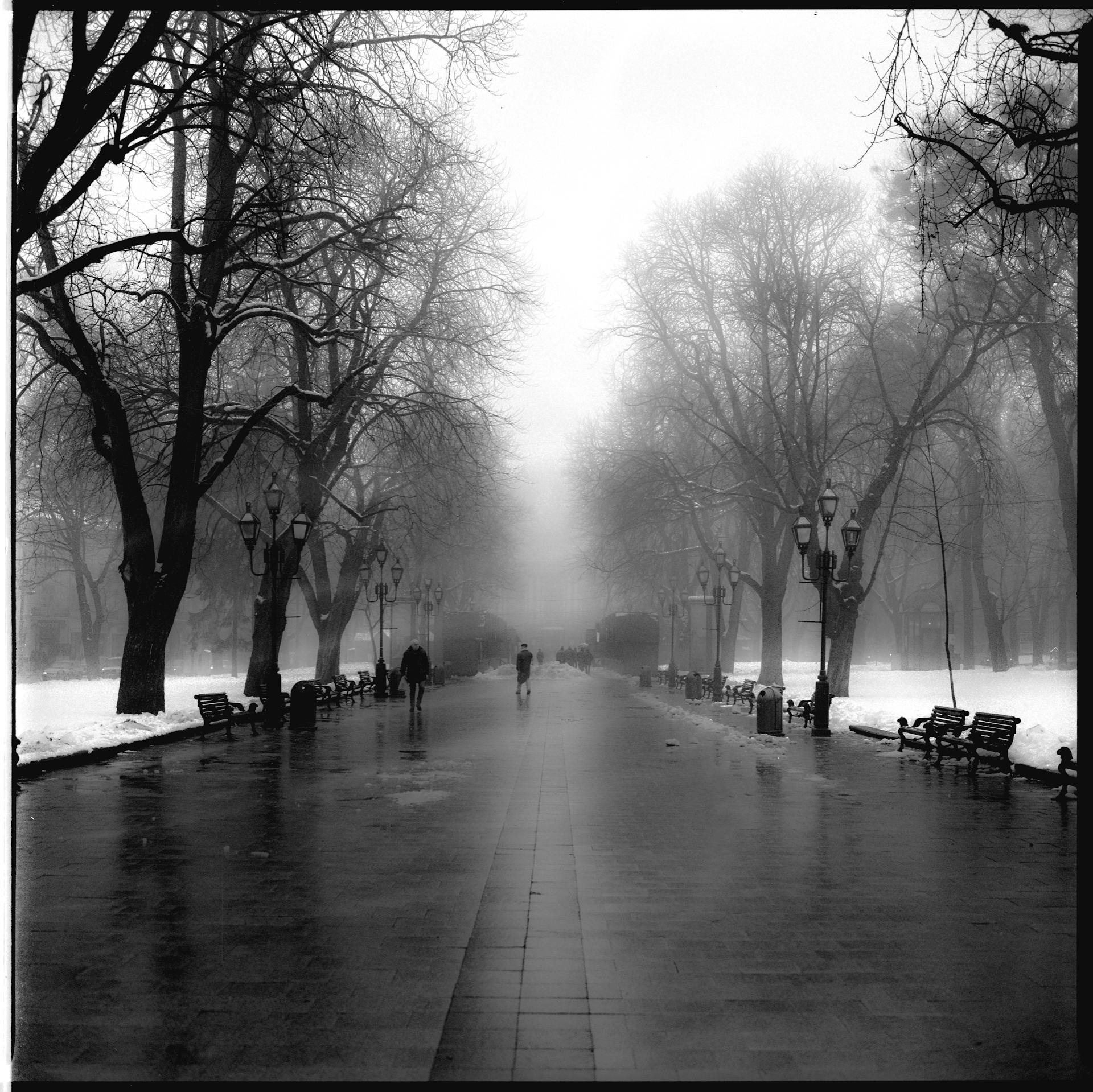 Mysterious foggy park pathway in winter, Lviv, Ukraine captured in monochrome.