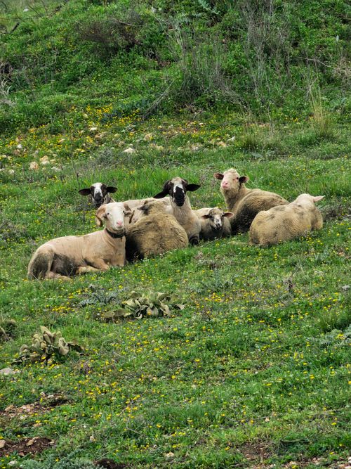 Free A serene scene of sheep resting on a lush green hillside in Türkiye, embodying rural peace. Stock Photo
