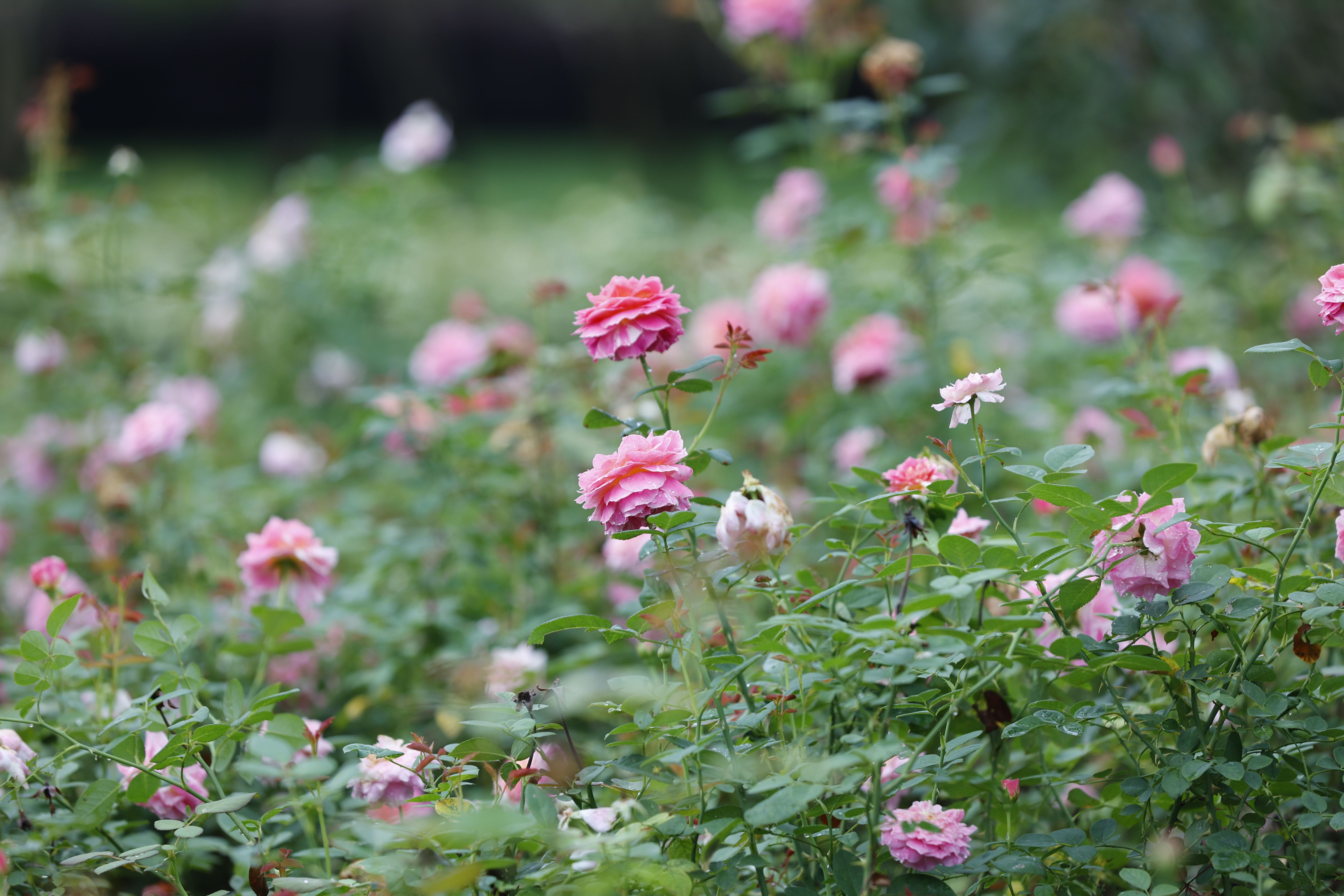 Blooming Pink Roses in a Lush Garden · Free Stock Photo