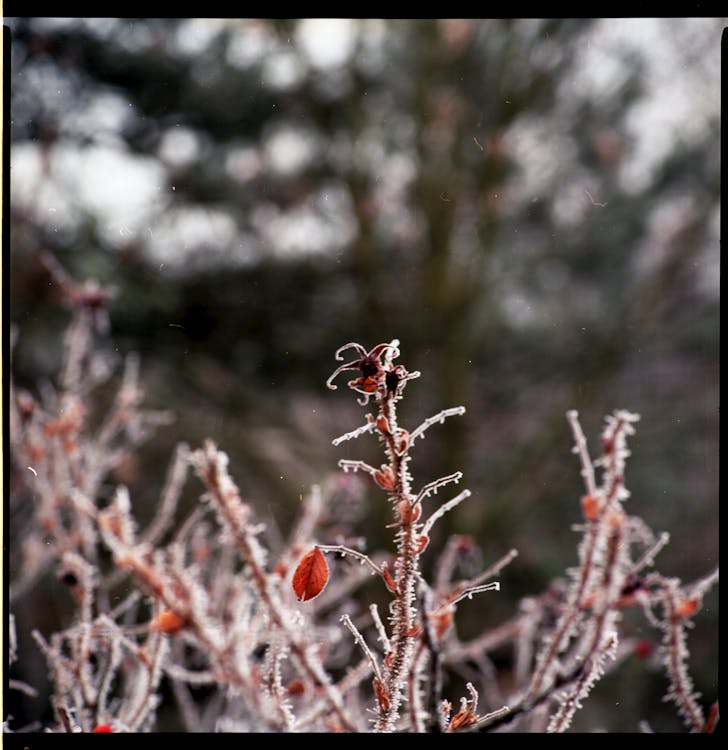 Oranje Bloemknoppen In Tilt Shift Lens