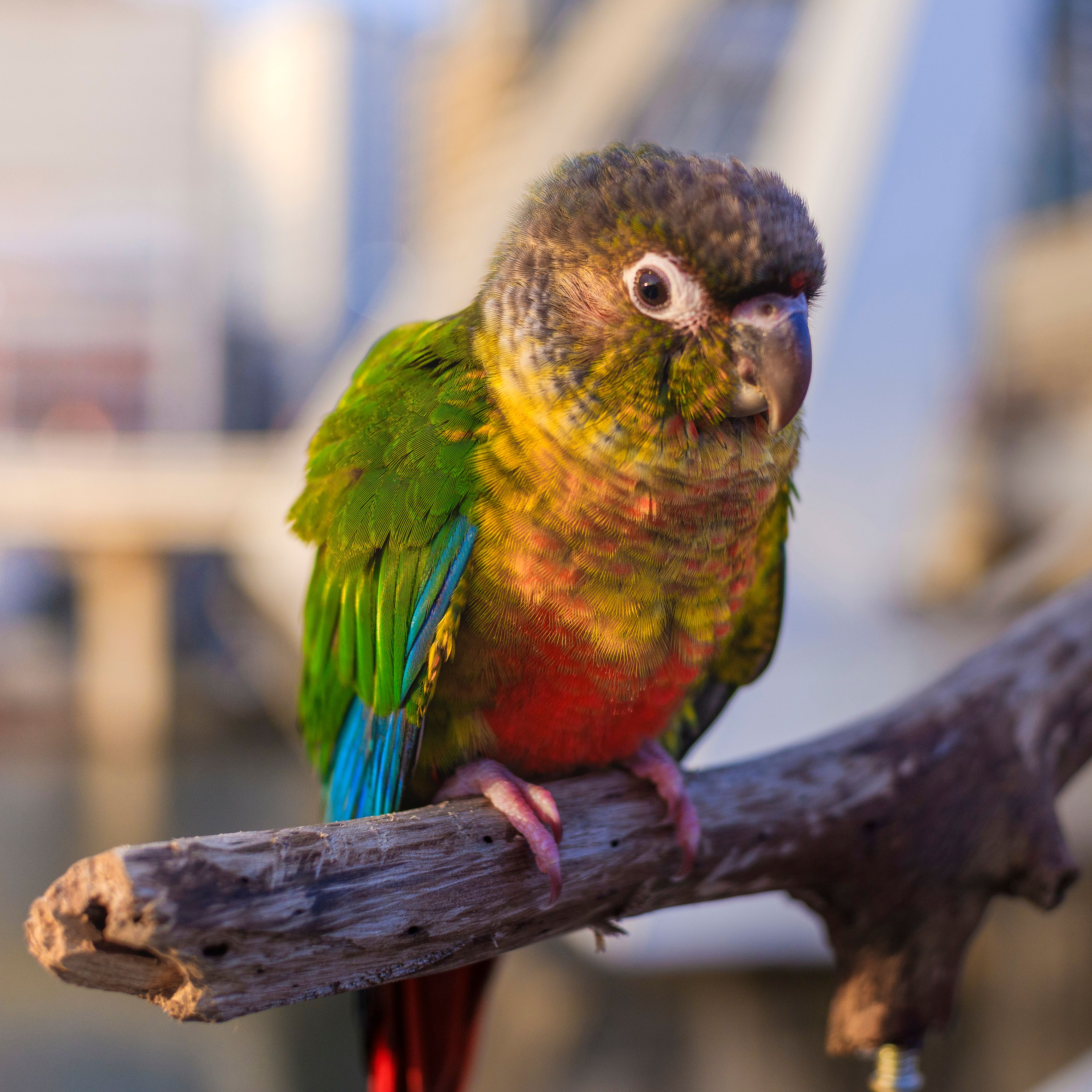 Jannah Parrot Gourmet Blend