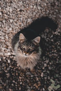 一只毛茸茸的虎斑猫坐在砾石上，它长着引人注目的绿眼睛，正抬头仰望