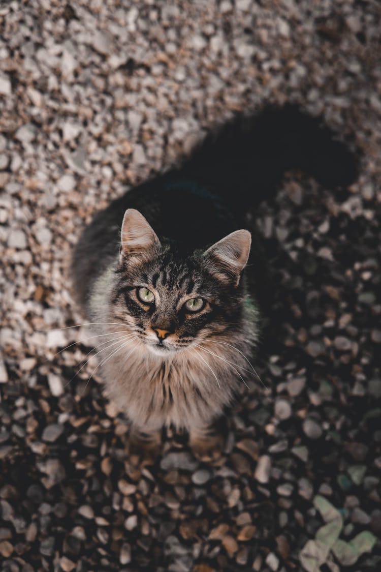 Grey Cat Sitting On White Pebbles