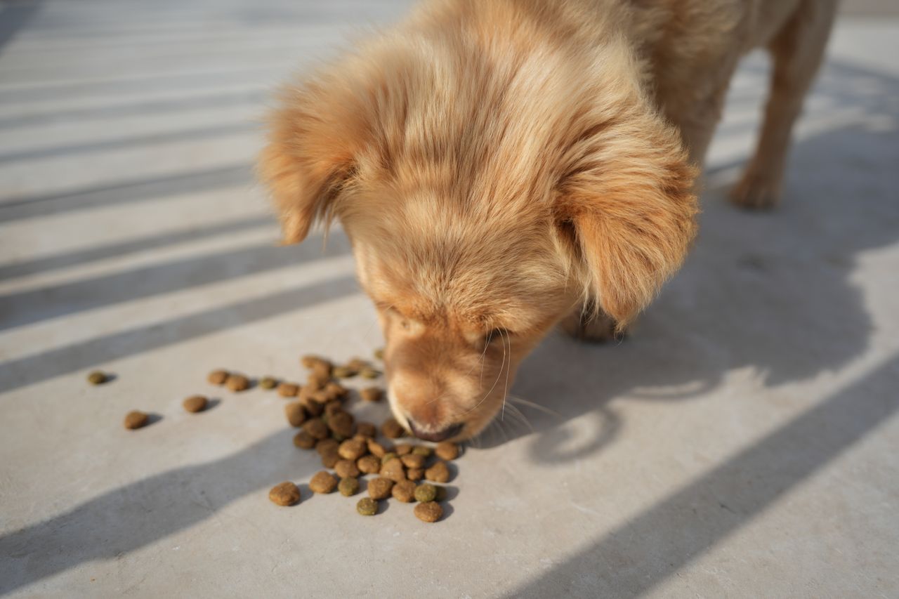 Your Pet Won't Eat During a House Sit