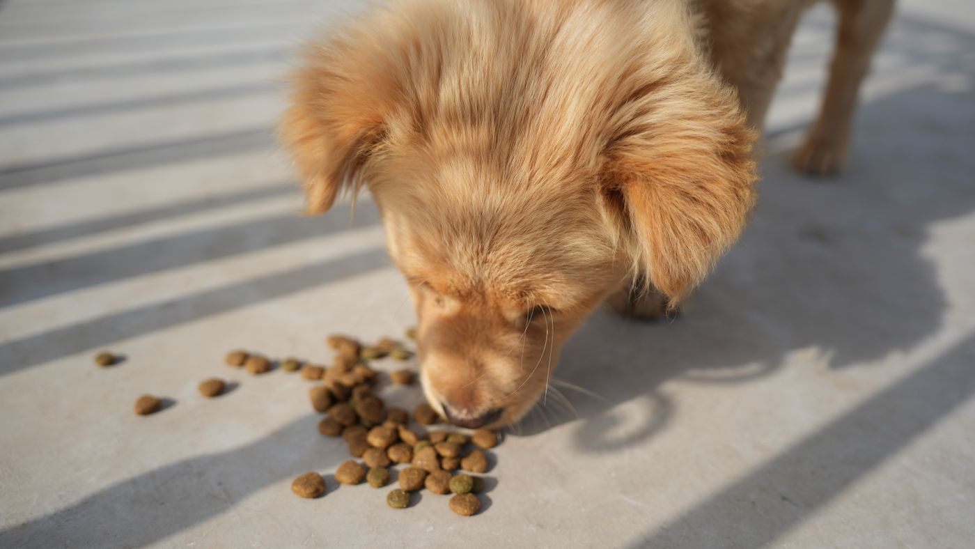 Why a Feeding Schedule Changed Everything for My Dog