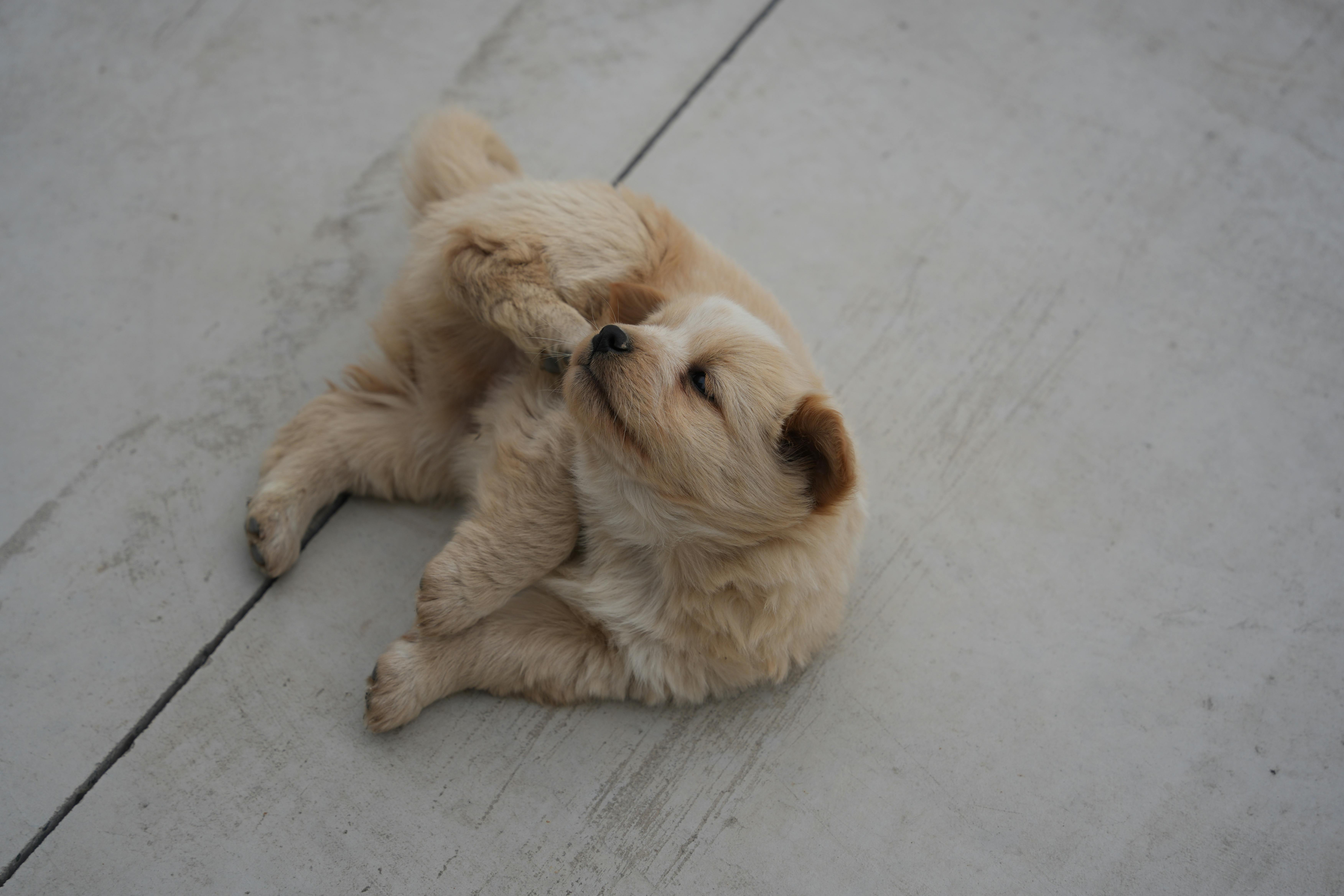 Royal Canin symposium urges earlier pet healthy aging conversations — Photo by 分 参 on Pexels