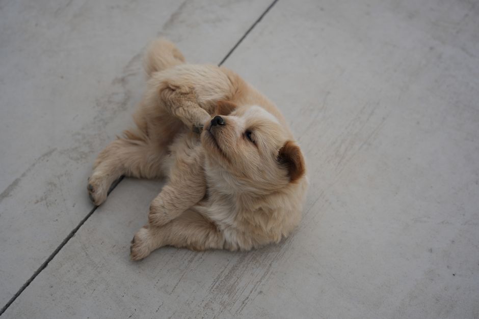 Chien et soins de la peau