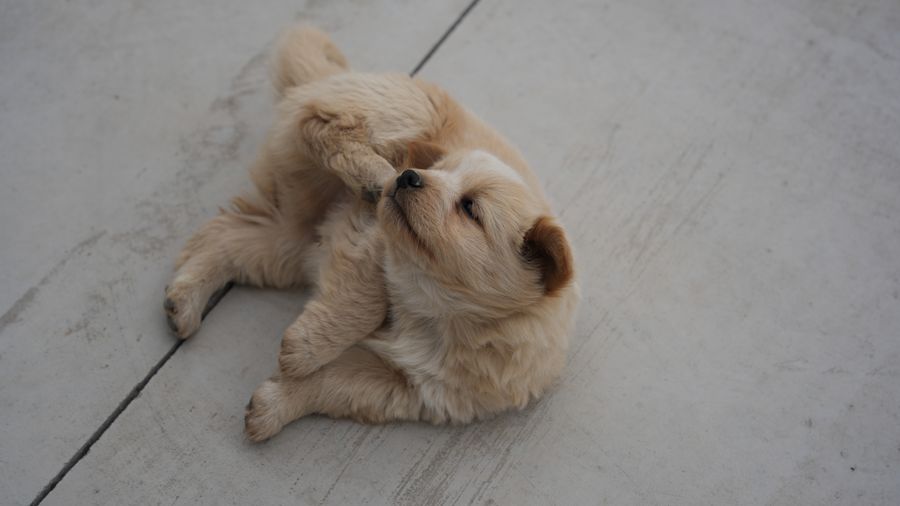Getting a Dog When You Have Allergies: The Actual Decision Process