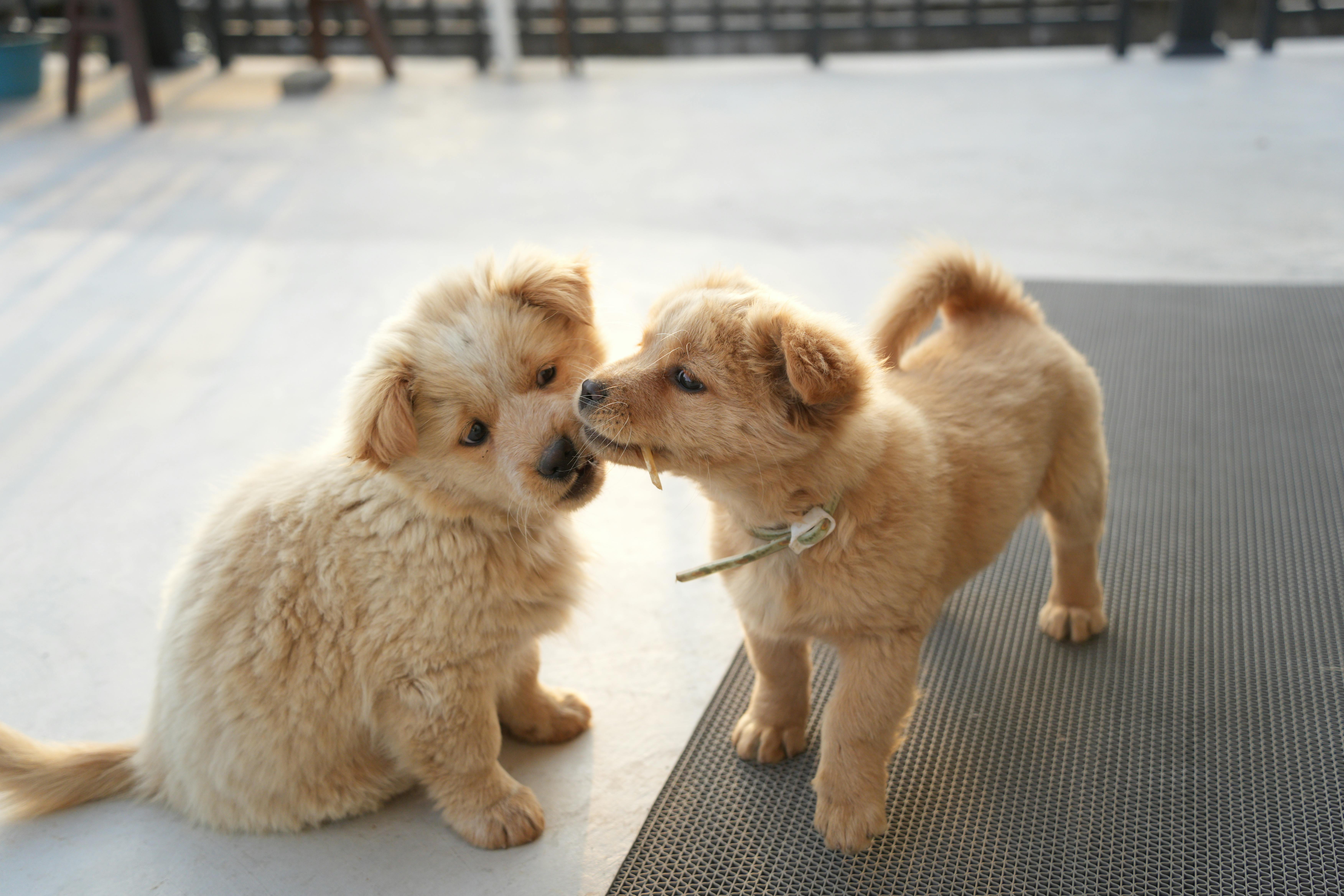 Affordable Puppies For Sale In Louisiana: Responsible Buying Guide