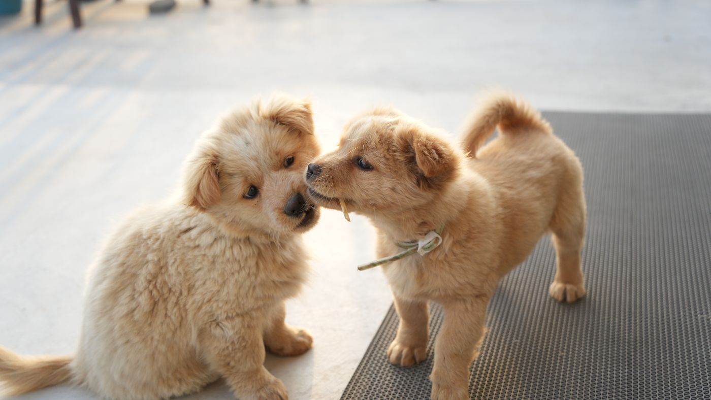 Calcium Balance in Dogs: The Problem With 'More Is Better'