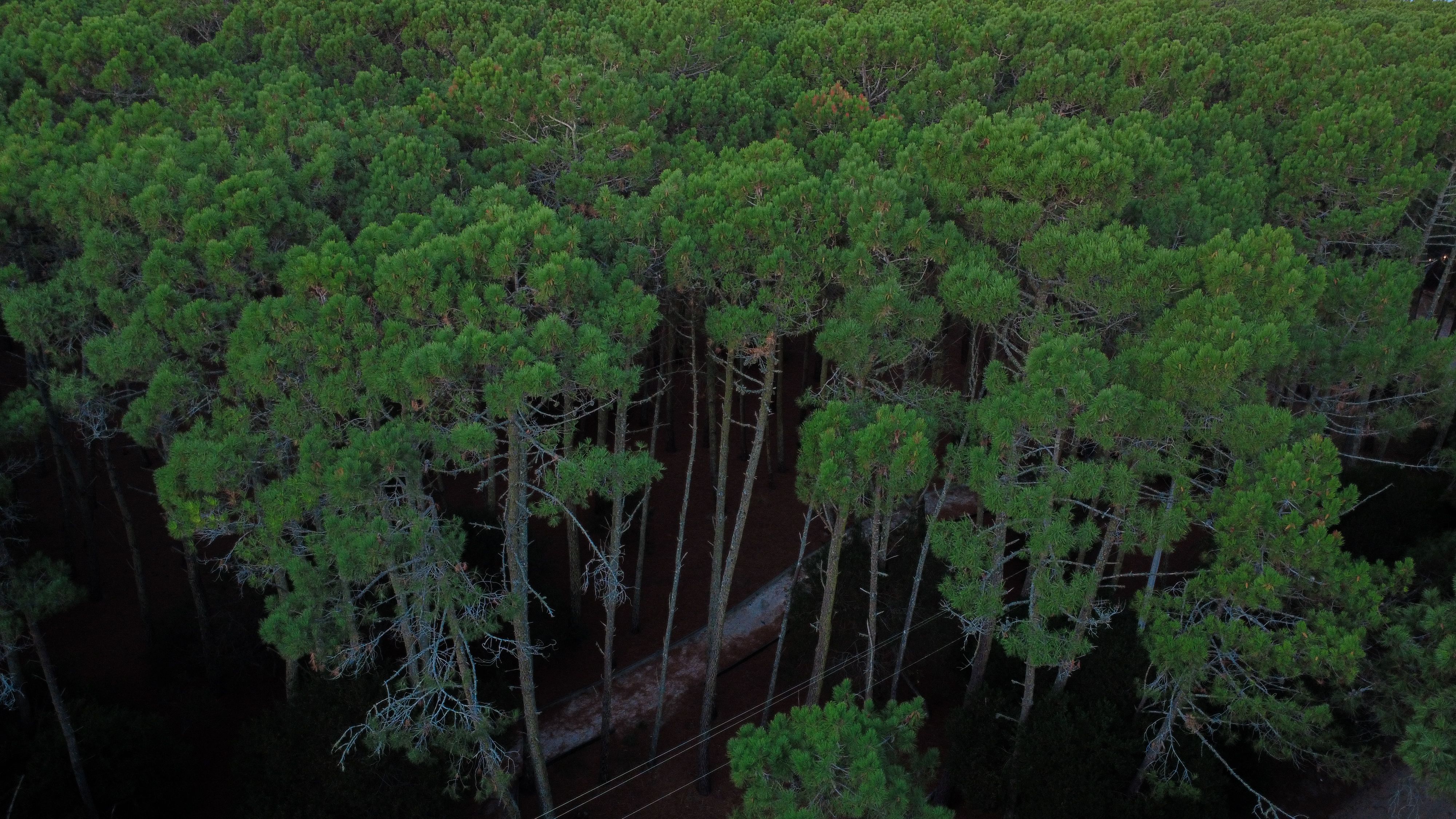 Aerial View of Lush Pine Forest in Argentina · Free Stock Photo