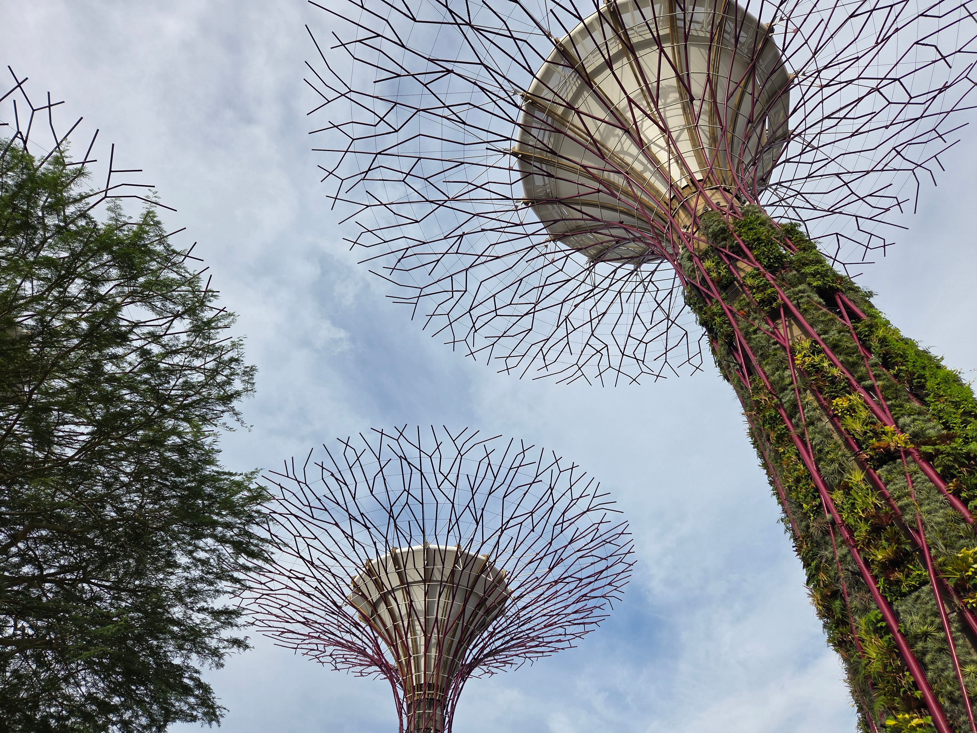 Tourists enjoying the illuminated Supertree Grove at Gardens by the Bay, Singapore