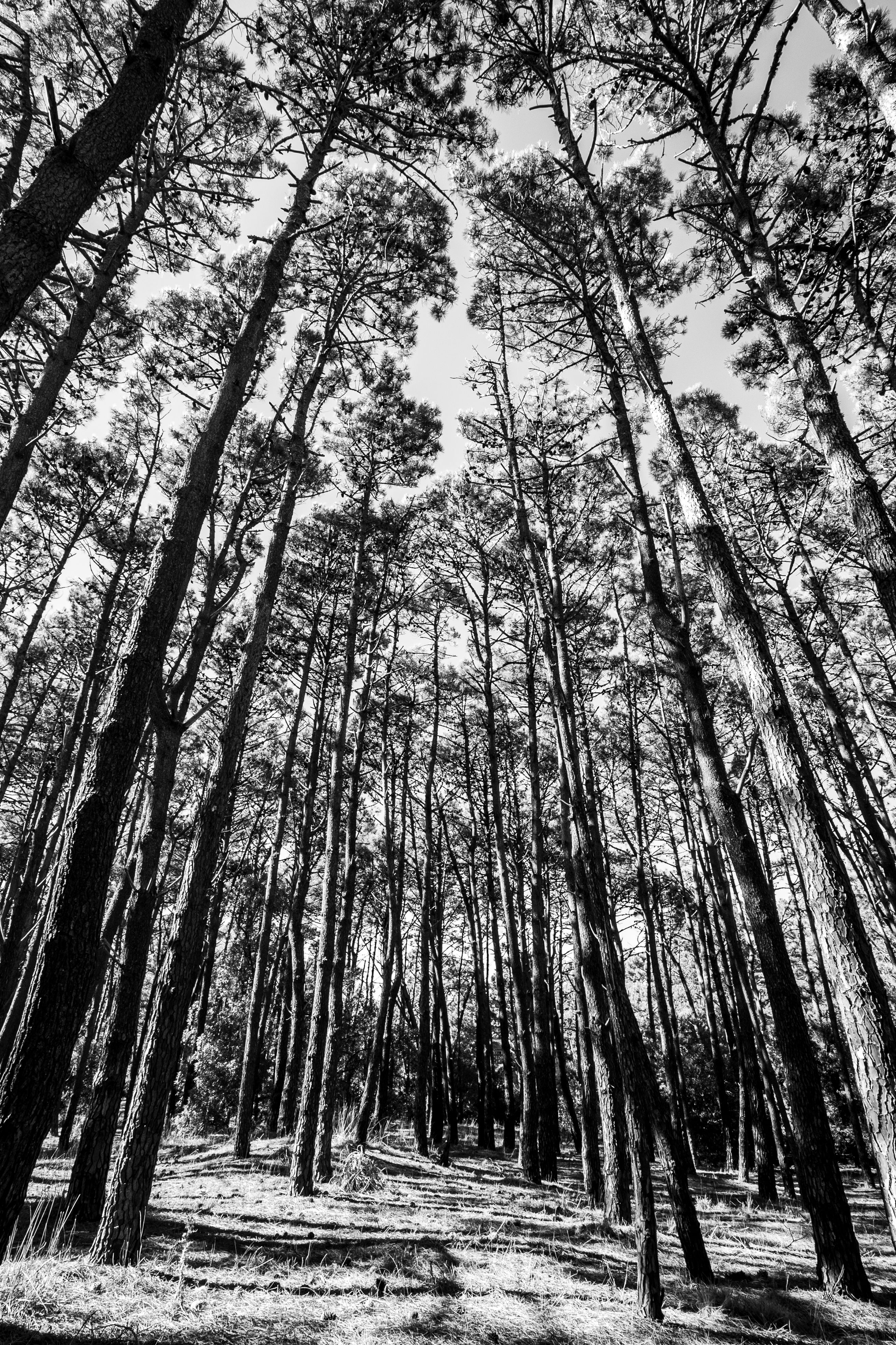 Majestic Pine Forest in Black and White · Free Stock Photo