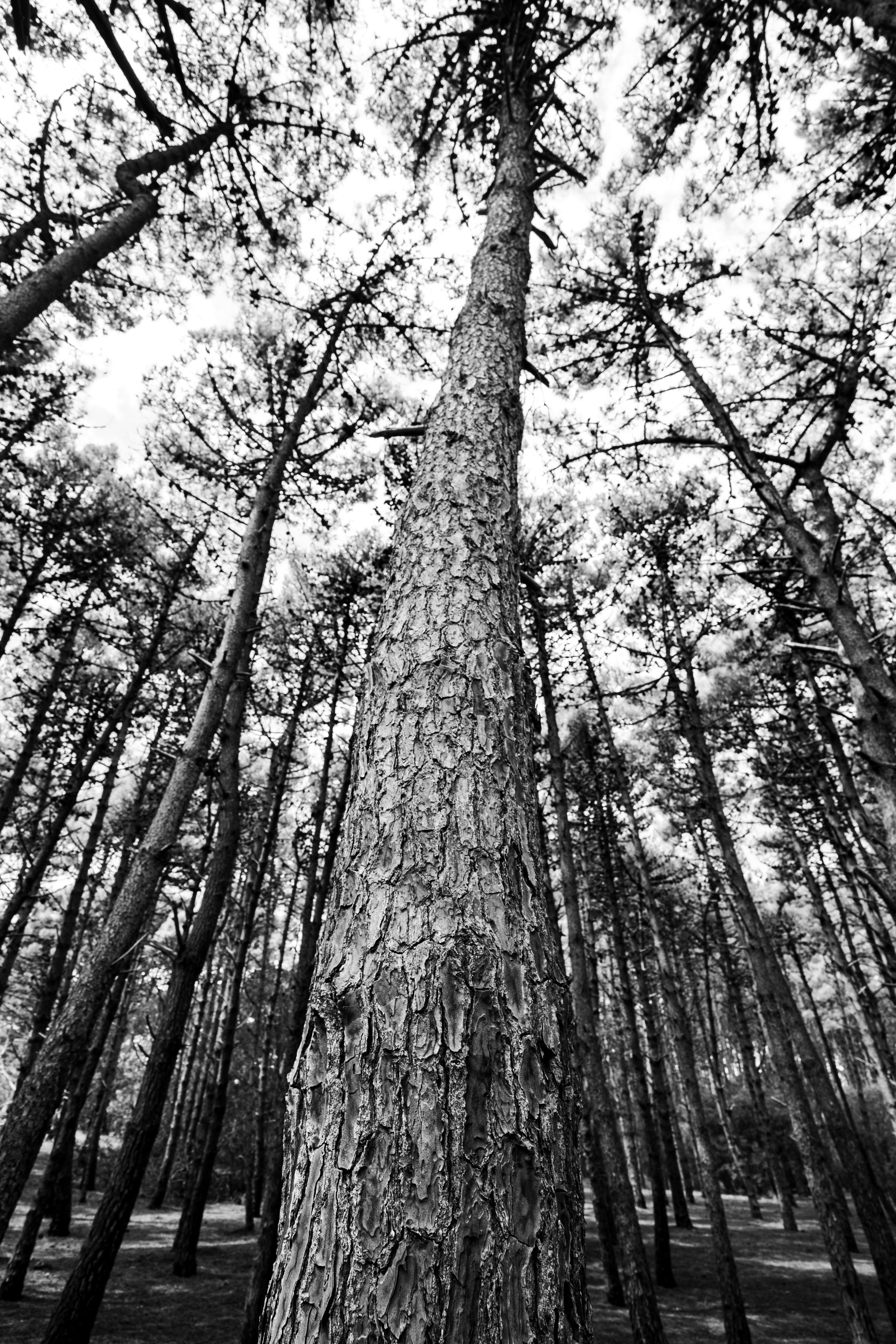 Artistic black and white photo of towering pine trees in Mar de las Pampas, Argentina.