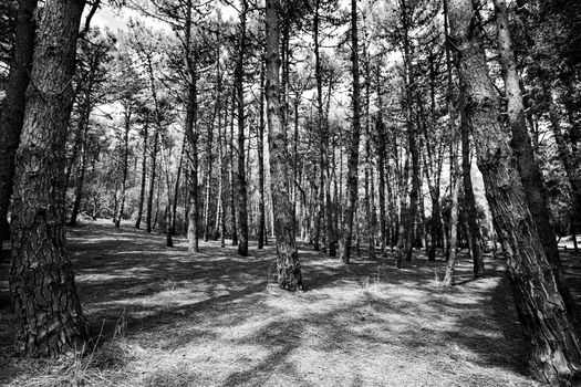 A moody black and white photograph of a forest in Mar de las Pampas, Argentina.