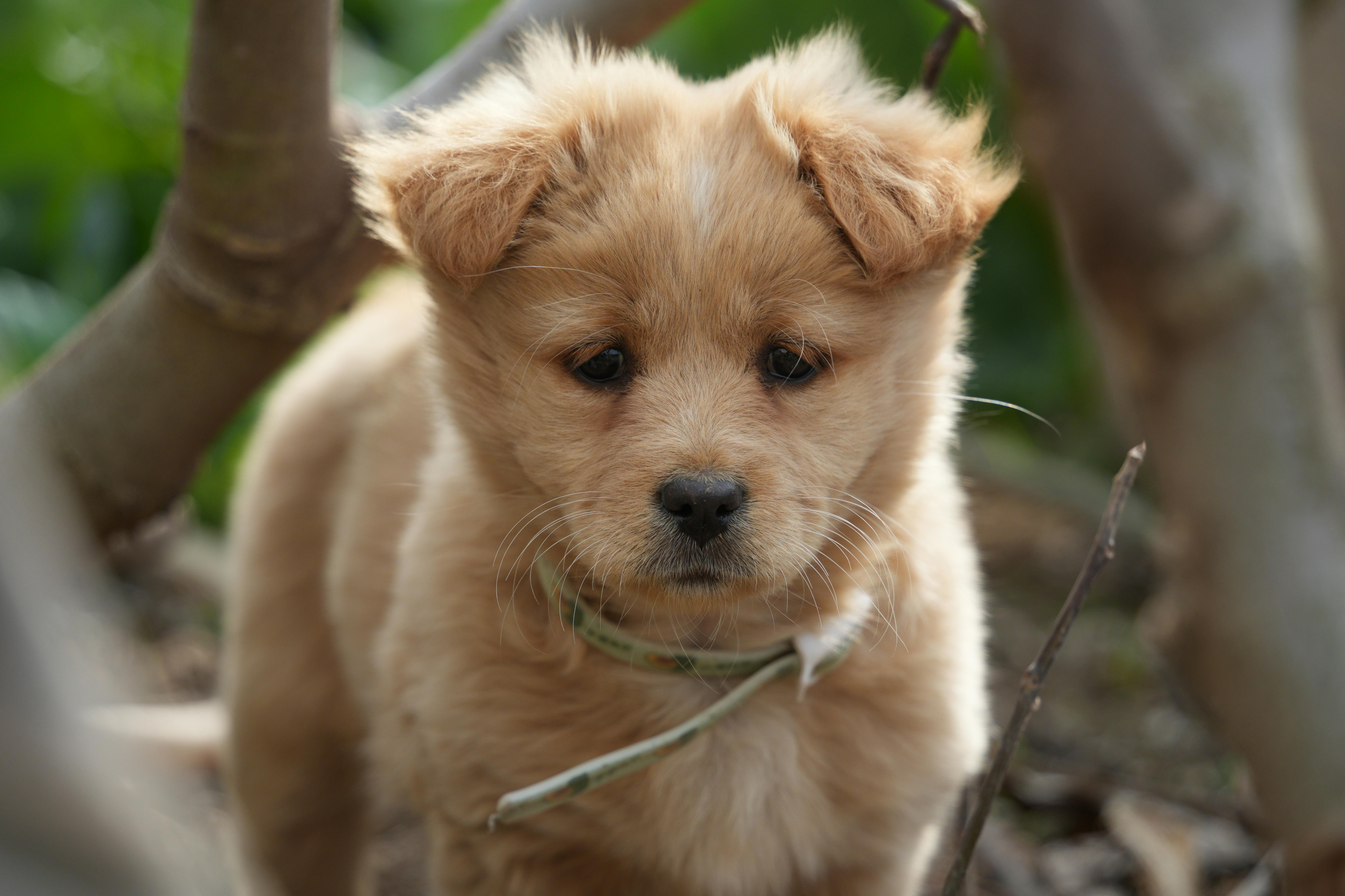 pet insurance veterinary expenses — Photo by 分 参 on Pexels