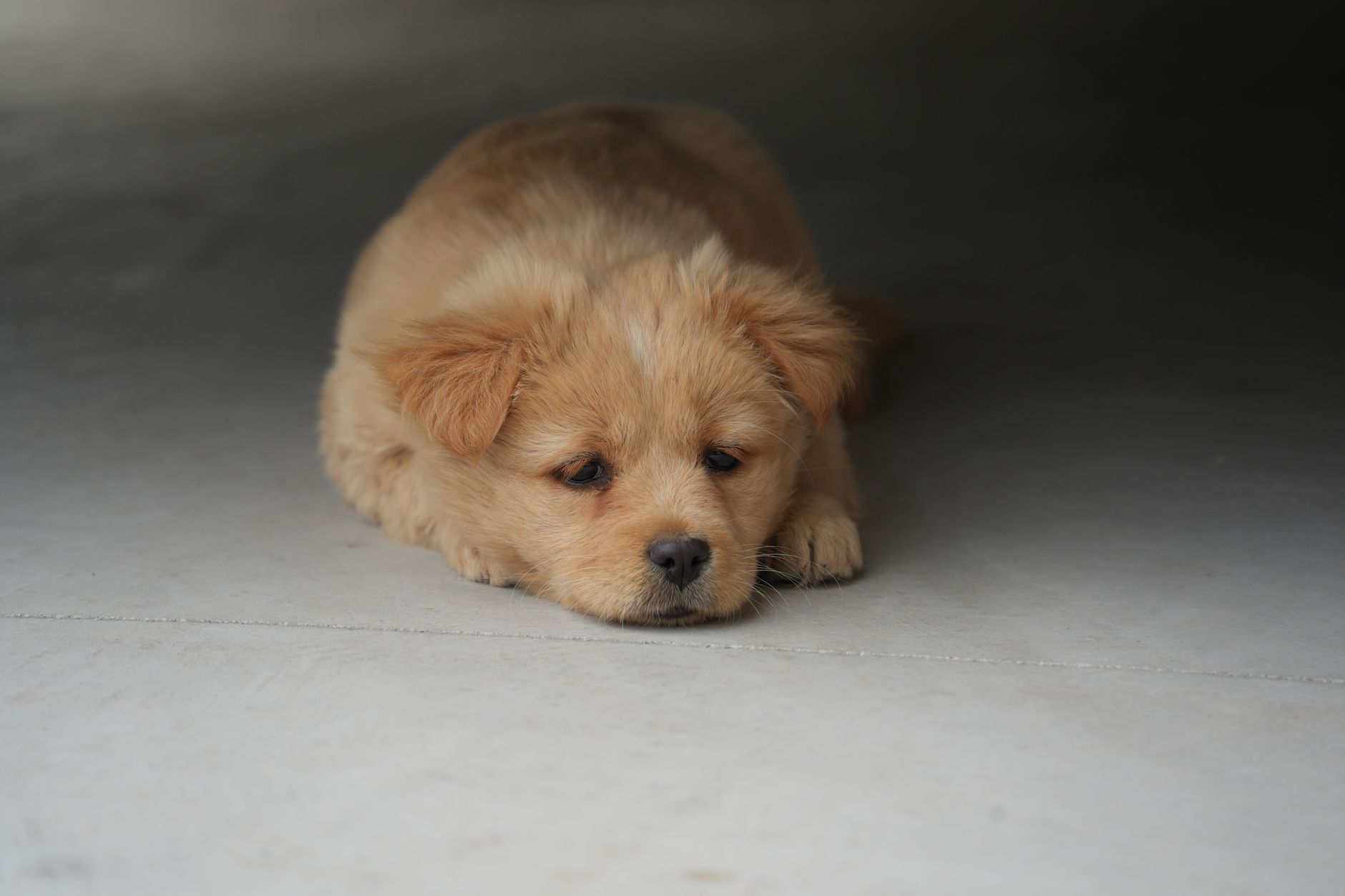 Cute golden puppy lying on the floor, exuding calmness and innocence.