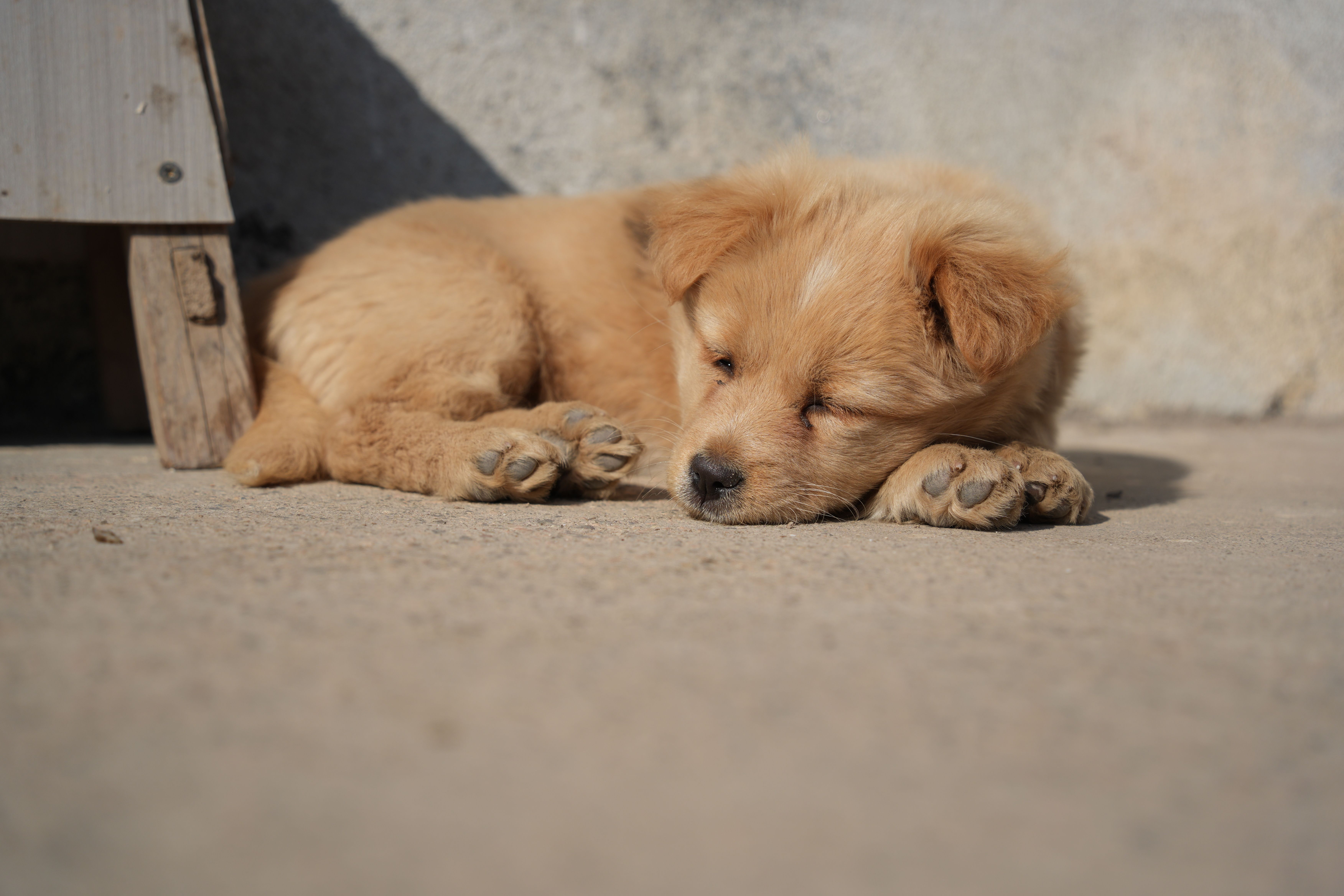 Cute golden puppy sleeping peacefully outdoors in sunlight.