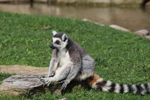 Free A ring-tailed lemur sitting on a rock in a grassy area enjoying the sun. Stock Photo