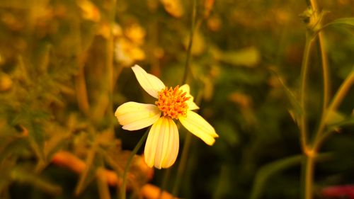 Free Close-up of a white wildflower with a yellow center in a lush Gia Lai meadow. Stock Photo