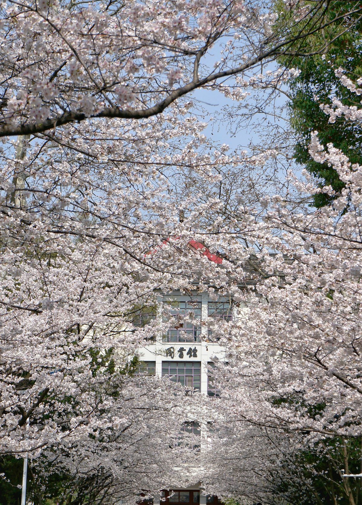 Beautiful spring cherry blossom trees in full bloom against a blue sky in a Japanese garden