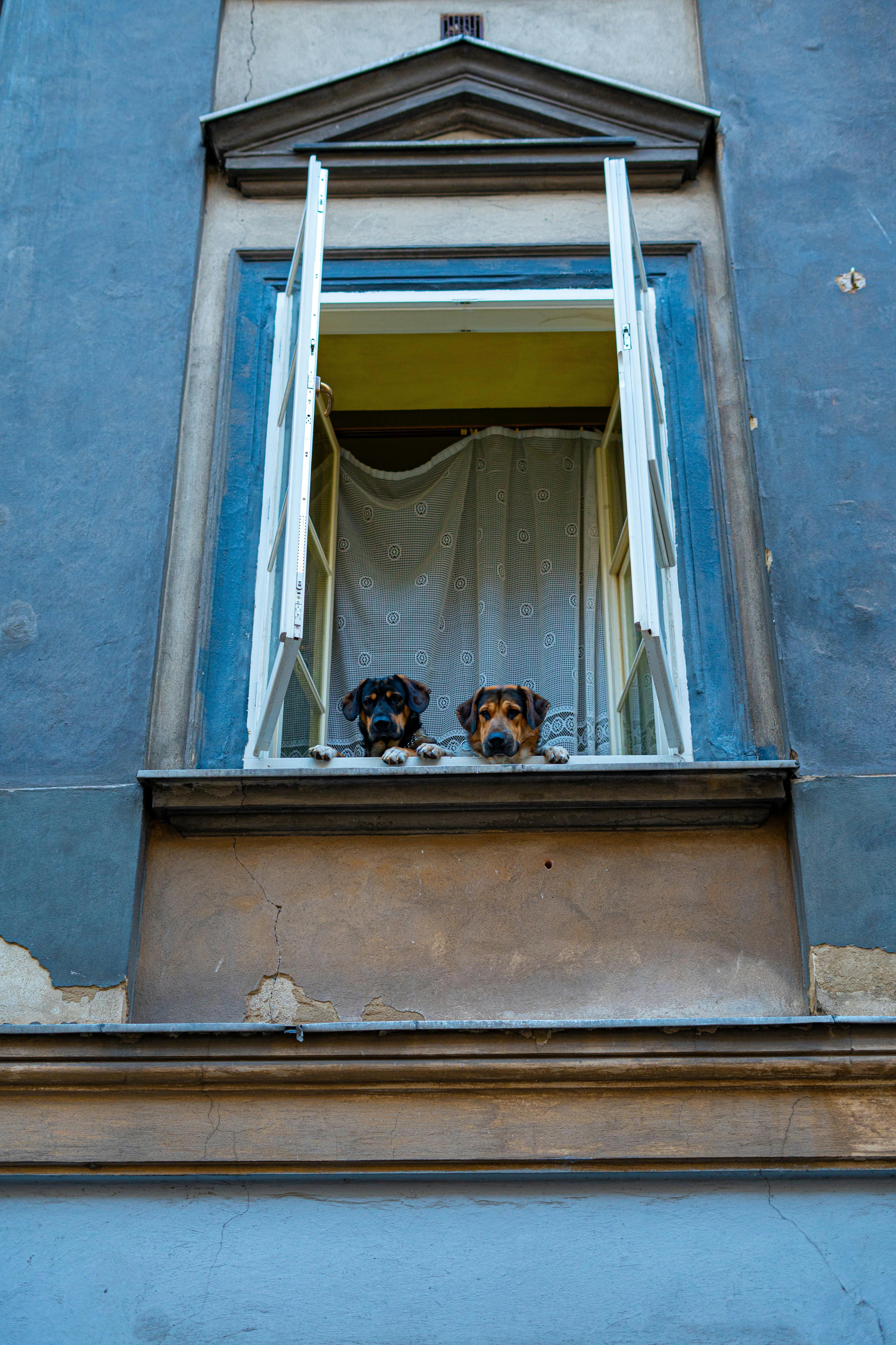 Two adorable dogs gaze out from a Warsaw window, framed by classic architecture.