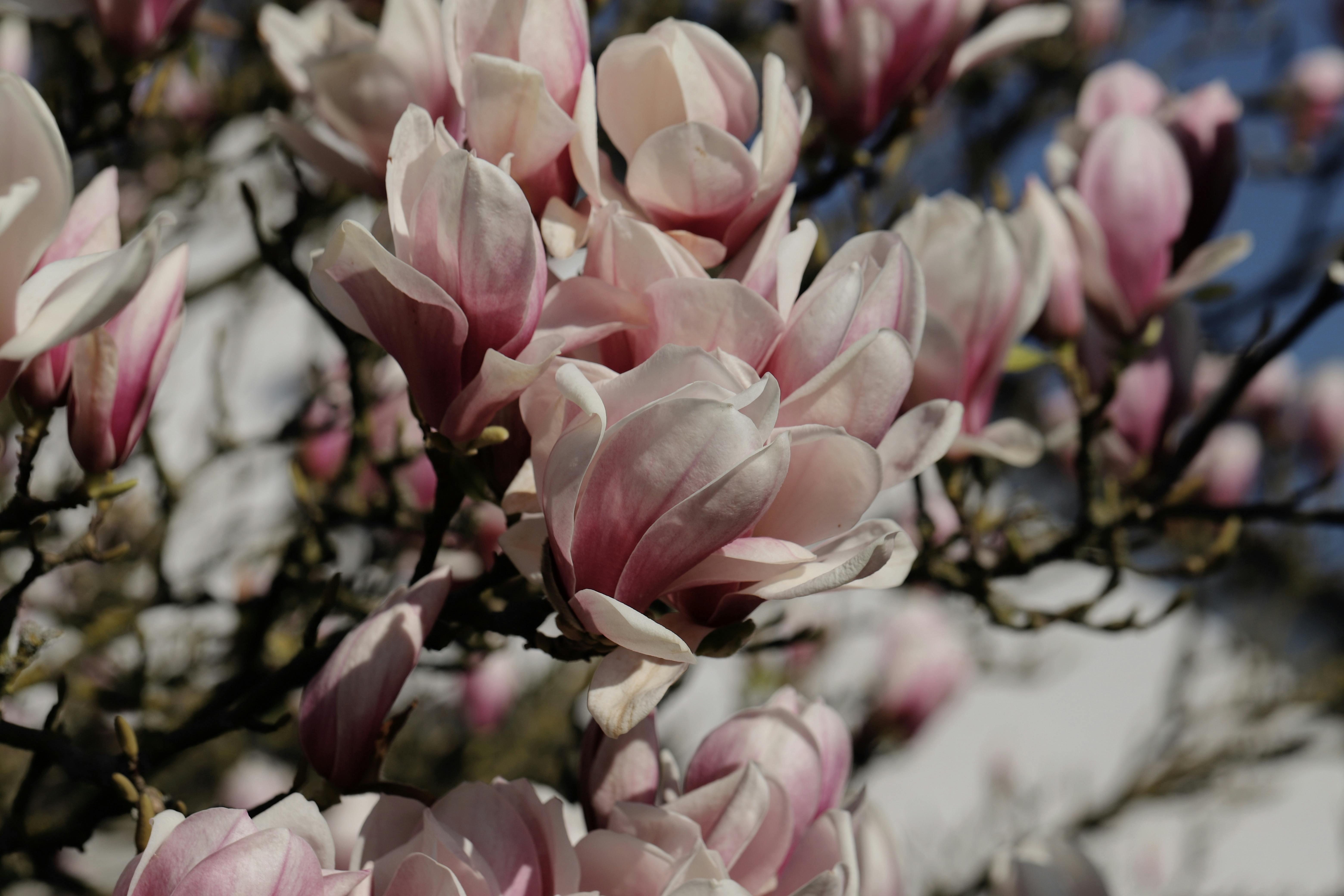 Magnolia’s AAA Hobbies To Close 2026 (Second Half). Iconic Hobby- Craft Emporium — Photo by Christina & Peter on Pexels